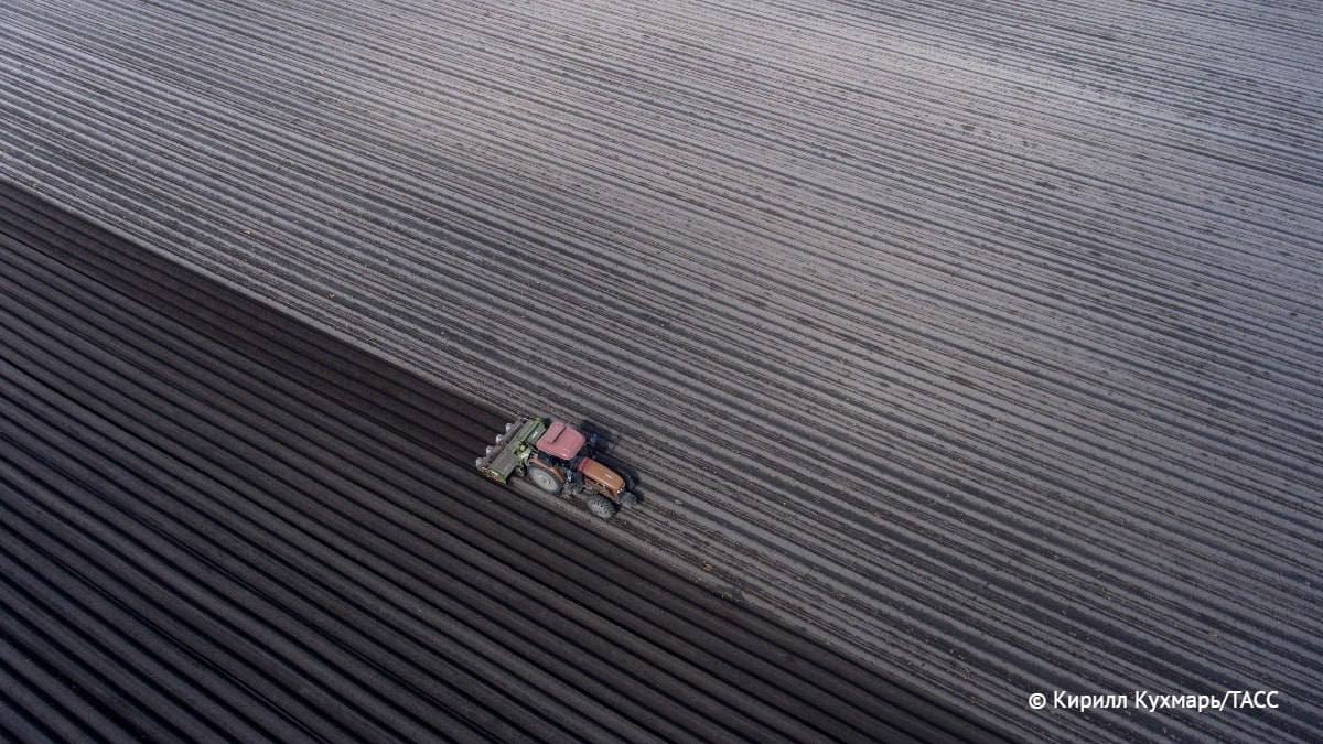 Урожай гречихи в Алтайском крае в 2025 году ожидается на уровне прошлого года — 500 тысяч тонн