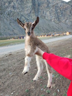 Оказывается, у рассказанной вчера истории с сибирским горным козлом, забредшим в гости к одомашненным сородичам, есть романтическое продолжение