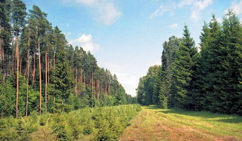 По искам Горно-Алтайского межрайонного природоохранного прокурора признаны недействительными сделки с землями лесного фонда площадью более 200 га