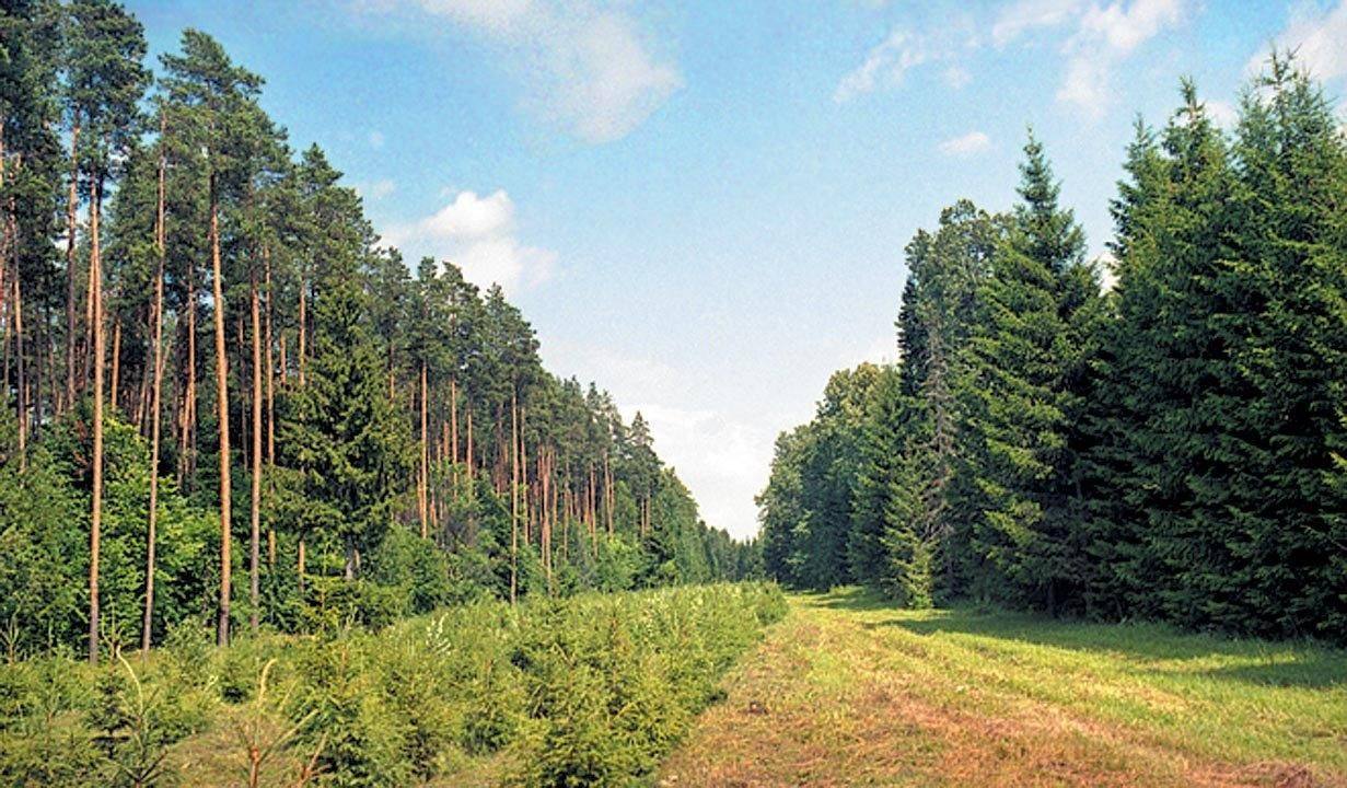 По искам Горно-Алтайского межрайонного природоохранного прокурора признаны недействительными сделки с землями лесного фонда площадью более 200 га