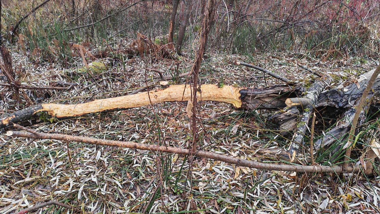 На берегу реки Бия замечены следы активной работы, хотя сами мастера скрылись На берегу реки Бия замечены следы активной работы, хотя сами мастера скрылись