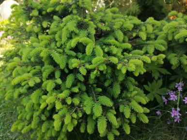 Как карликовая ель Нидиформис преобразит ваш сад и создаст новогоднюю атмосферу