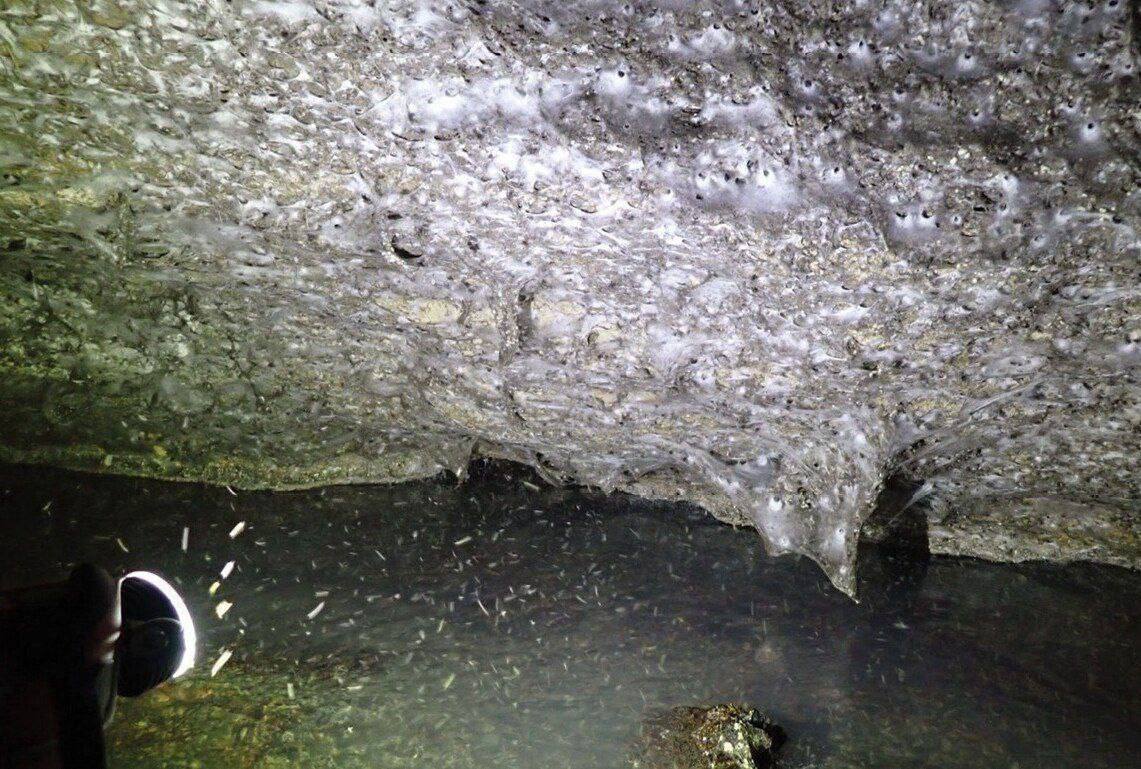 В приграничном регионе Греции обнаружили гигантскую колонию пауков, насчитывающую десятки тысяч особей В приграничном регионе Греции обнаружили гигантскую колонию пауков, насчитывающую десятки тысяч особей