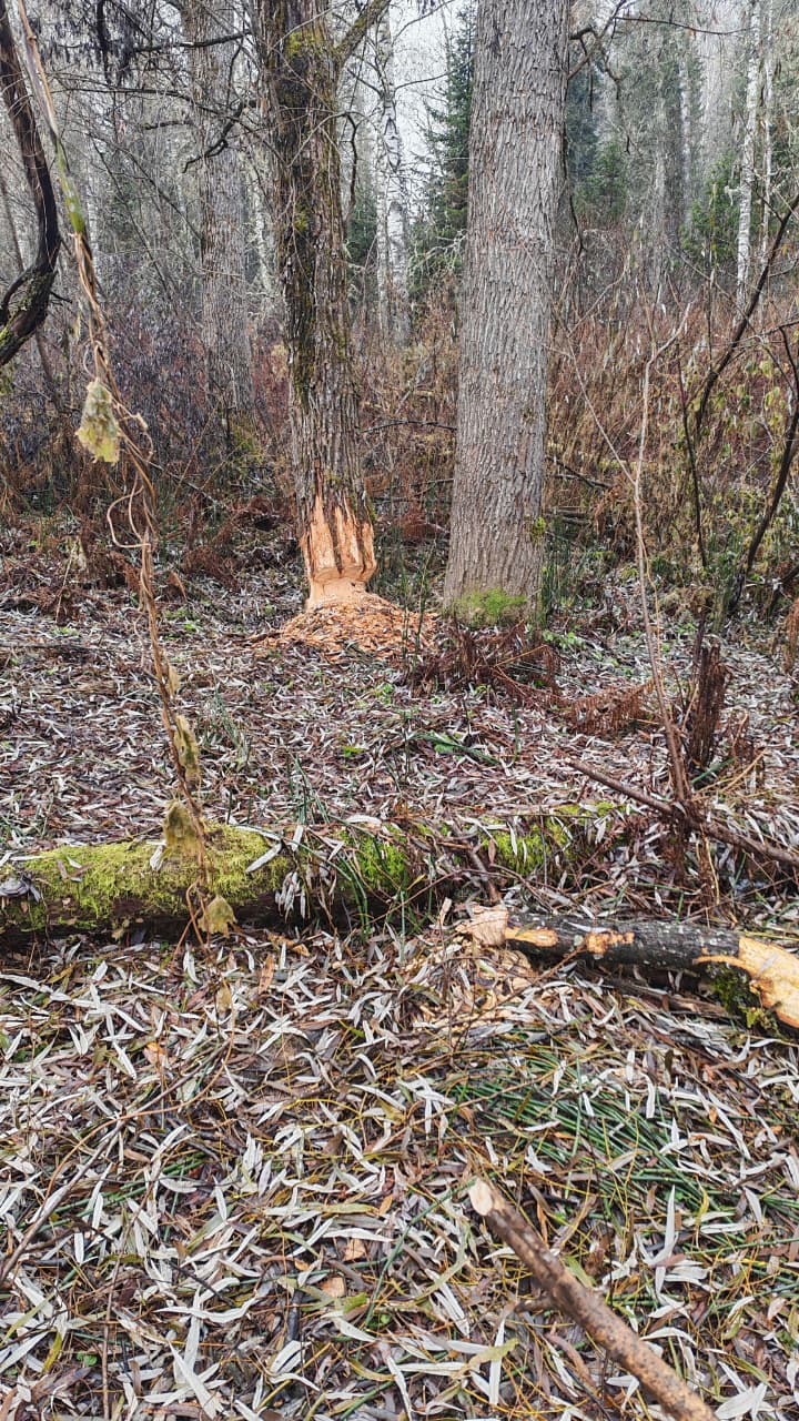 На берегу реки Бия замечены следы активной работы, хотя сами мастера скрылись На берегу реки Бия замечены следы активной работы, хотя сами мастера скрылись