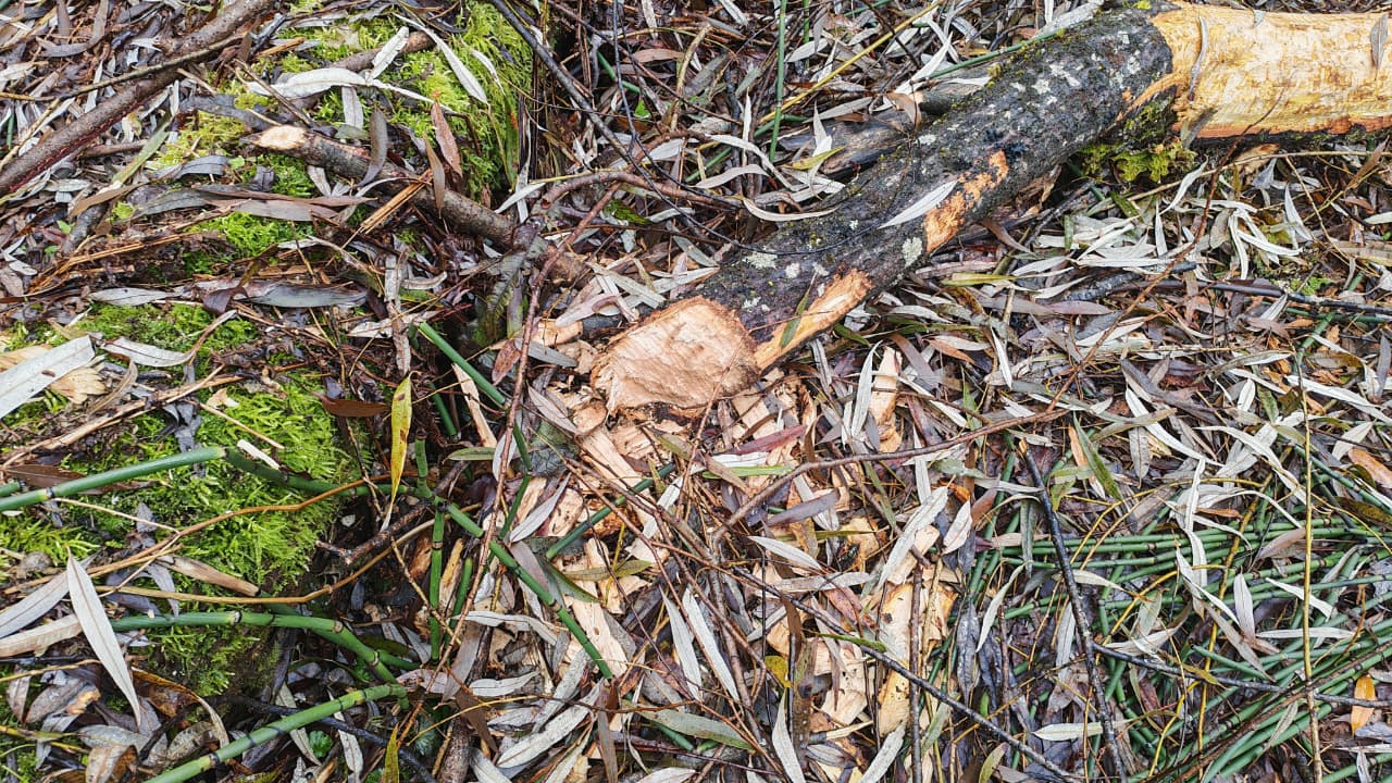 На берегу реки Бия замечены следы активной работы, хотя сами мастера скрылись На берегу реки Бия замечены следы активной работы, хотя сами мастера скрылись