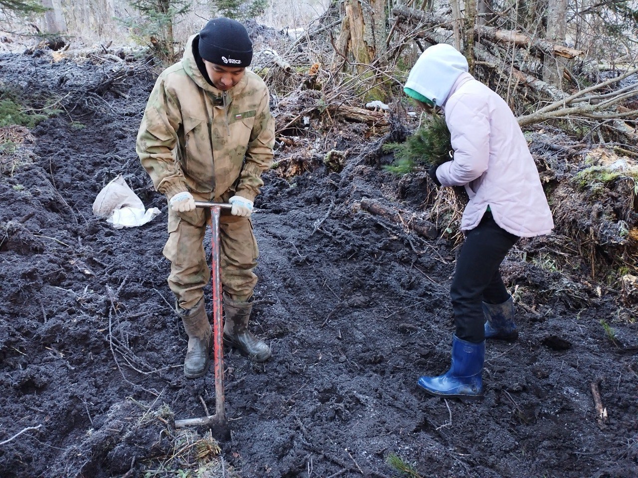 Студенты ГАГУ восстановили 10 гектаров леса в Майминском районе