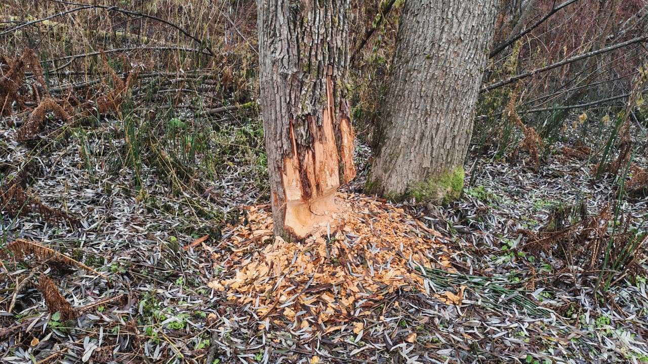 На берегу реки Бия замечены следы активной работы, хотя сами мастера скрылись На берегу реки Бия замечены следы активной работы, хотя сами мастера скрылись