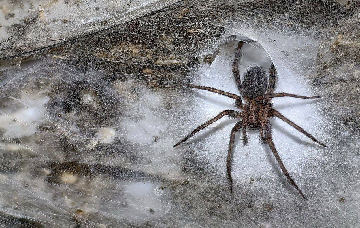 В приграничном регионе Греции обнаружили гигантскую колонию пауков, насчитывающую десятки тысяч особей В приграничном регионе Греции обнаружили гигантскую колонию пауков, насчитывающую десятки тысяч особей