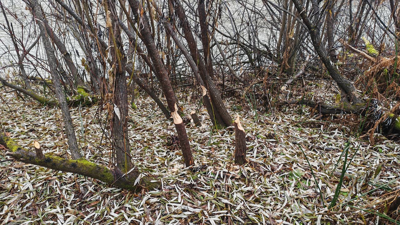 На берегу реки Бия замечены следы активной работы, хотя сами мастера скрылись