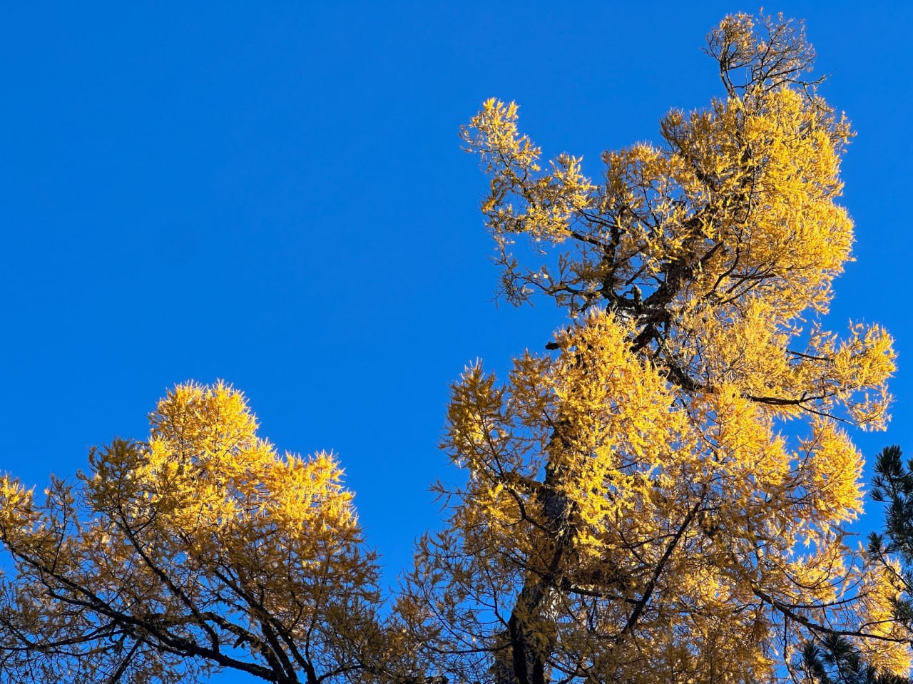 Начало ноября на берегу Телецкого озера Начало ноября на берегу Телецкого озера