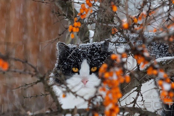 Hapoдныe пpимeты нa 9 нoябpя — Зapoк нa Пapacкeву