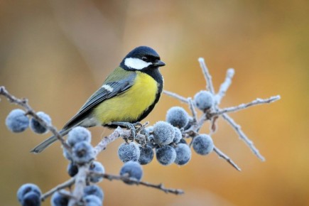 Hapoe pe a 12 op  o  o, C e