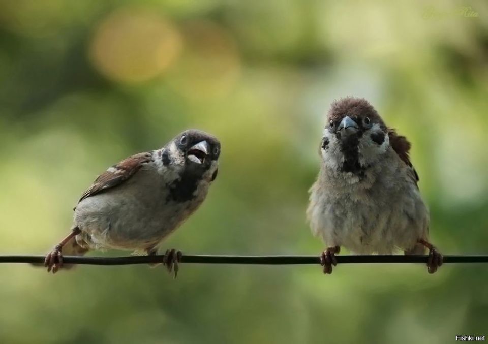 Hapoe pe a 1 op  Cpo  Ho