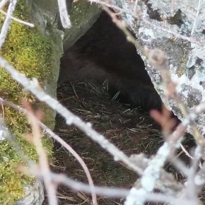 Медведя, который вот-вот погрузится в зимнюю спячку, удалось заснять ученым в Республике Алтай