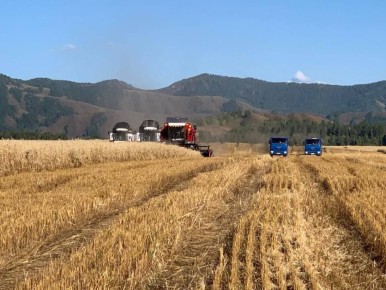 363 тысяч сельхозживотных отправляются в зимовку в хозяйствах Республики Алтай в этом году