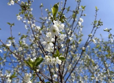 Плюсы войлочной вишни