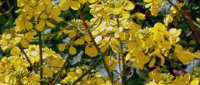 Сидераты осенью: как сохранить плодородие почвы