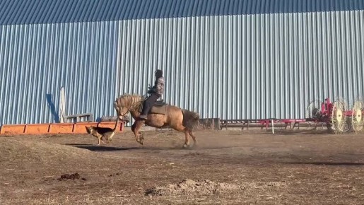 Алтай уулдар,. Аргымак аттар!