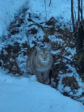 Мяу! Большая кошка из заповедного леса передает утренний привет! Узнали, кто это?