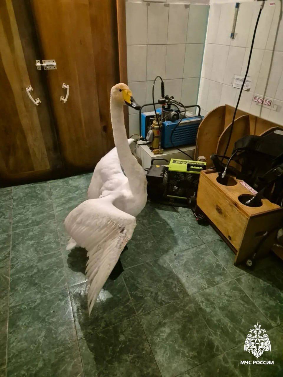 Кош-Агачские пожарные спасли лебедя у Каменистого озера от собак Кош-Агачские пожарные спасли лебедя у Каменистого озера от собак