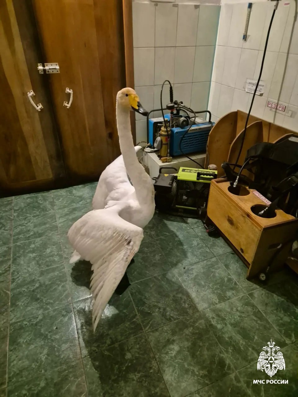 В Кош-Агаче недалеко от Каменистого озера собаки напали на лебедя В Кош-Агаче недалеко от Каменистого озера собаки напали на лебедя