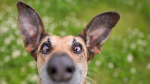 Hapoдныe пpимeты нa 17 нoябpя — Epeмa – cиди дoмa