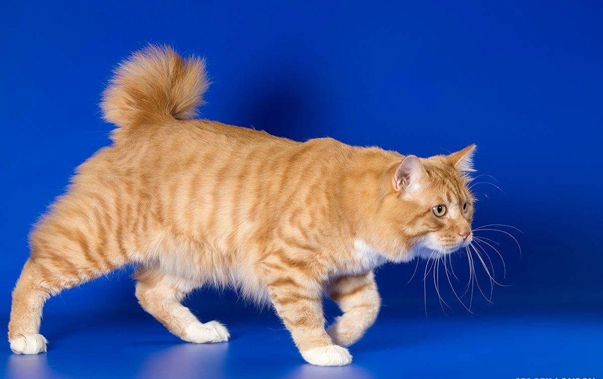 От подписчика. Помогите пожалуйста найти кота