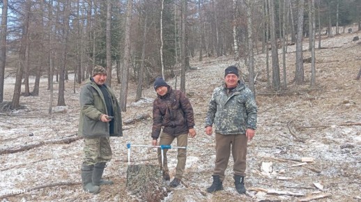 В Горном Алтае выявили нарушения при заготовке леса