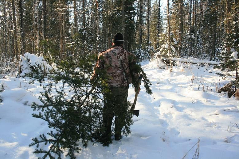 Новогодняя пихта из Алтайского края обошлась жителю Маймы в административное дело