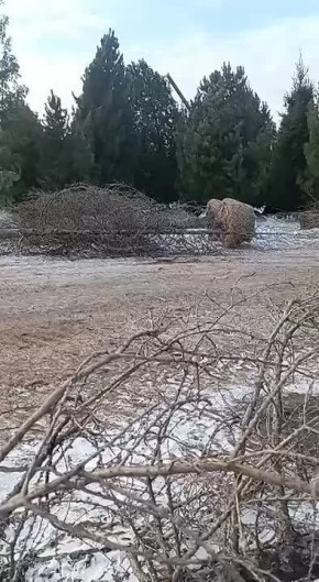 Подписчики прислали материалы, утверждают, что снято в Ябогане