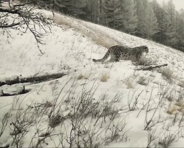 Доброе утро!. Снежный барс в долине реки Аргут