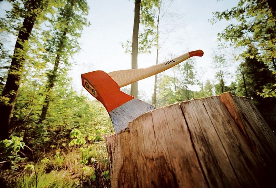 В Турочакском районе вынесли приговор за масштабную рубку леса