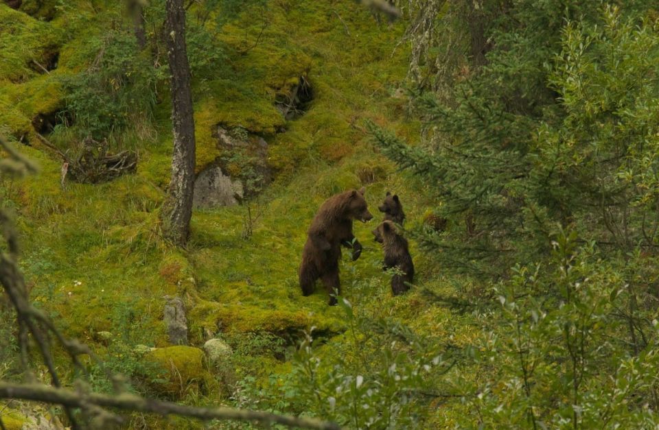 Милейшими летними фото медвежьего семейства поделился Катунский заповедник