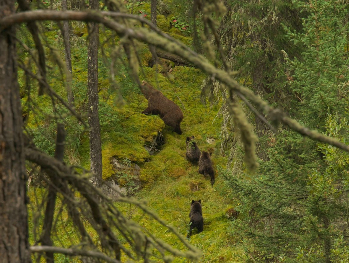 Милейшими летними фото медвежьего семейства поделился Катунский заповедник Милейшими летними фото медвежьего семейства поделился Катунский заповедник