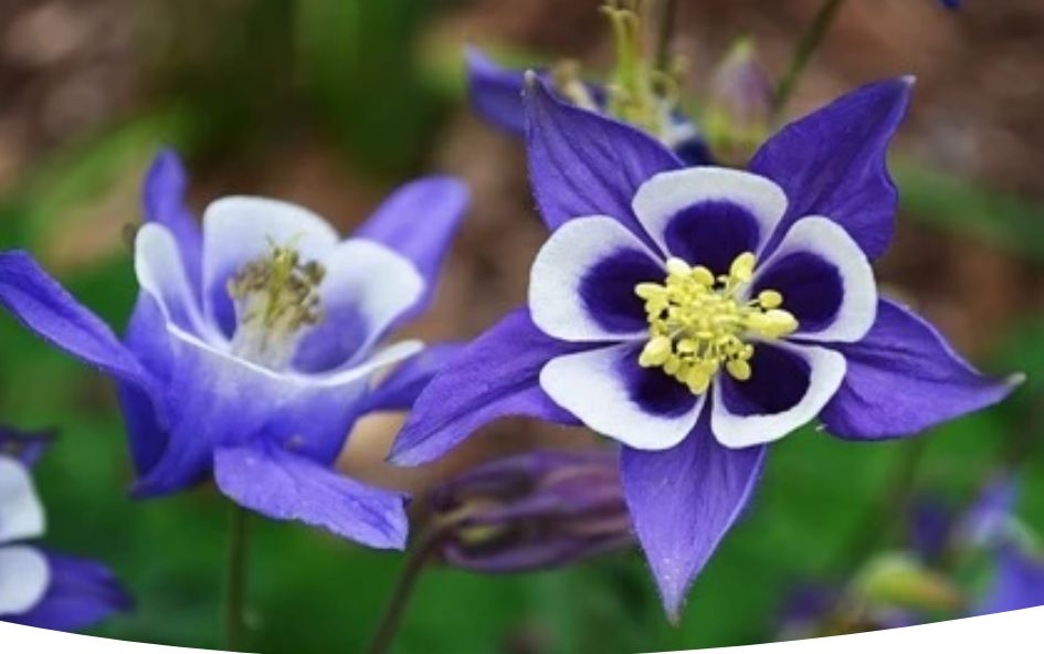 Очарование аквилегии: удивительное разнообразие цветущих растений для вашего сада