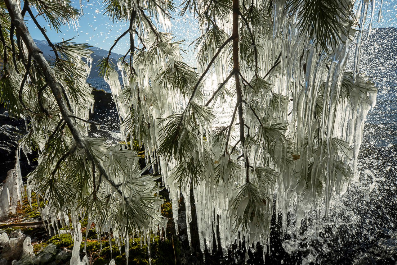 Верховка и мороз создали на Телецком озере ледяную сказку Верховка и мороз создали на Телецком озере ледяную сказку