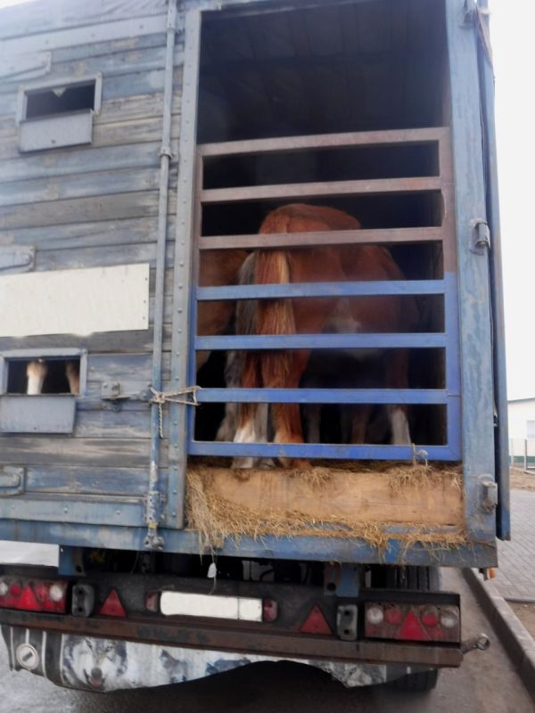 В Алтайском крае таможенники предотвратили незаконный вывоз в Казахстан 44 лошадей и 30 коров