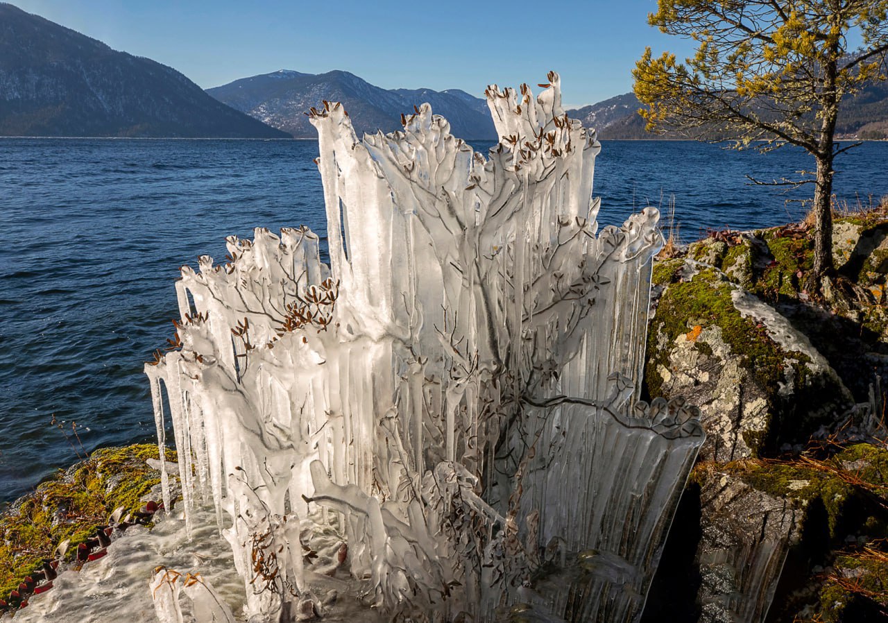 Когда сильный ветер «верховка» разбивает воду о скалы, а мороз мгновенно заковывает брызги в лёд, камни и кусты на берегу оказываются вот в таких хрустальных нарядах Когда сильный ветер «верховка» разбивает воду о скалы, а мороз мгновенно заковывает брызги в лёд, камни и кусты на берегу оказываются вот в таких хрустальных нарядах