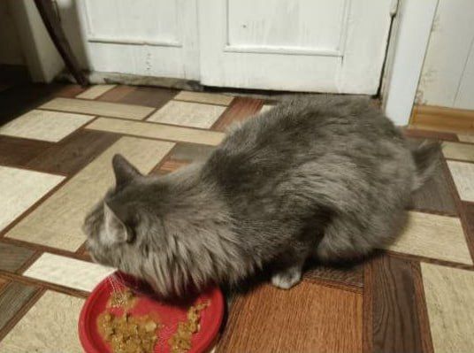 От подписчика. 17.11.25 г. в центре Чемала девушка с ребенком потеряли кота (предположительно регион 04), она его очень долго искала, но не нашла и уехала