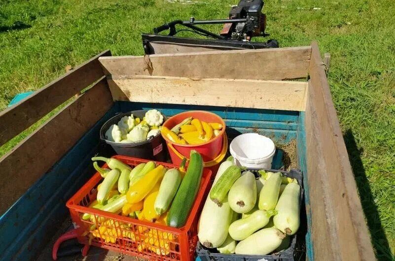 Как сохранить кабачки на зиму: простые и эффективные способы заморозки