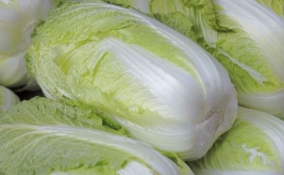 Секреты успешного выращивания пекинской капусты без стрелок