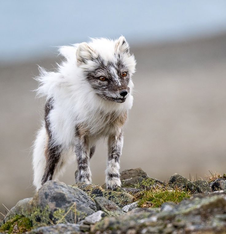 Это писец! И он линяет! В этот период они выглядят забавно!