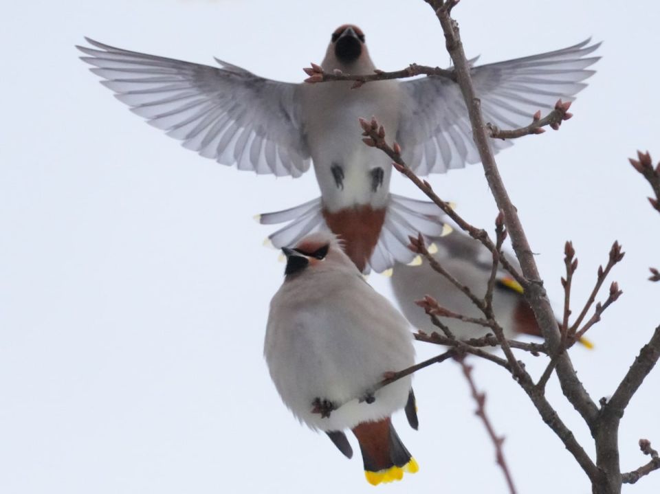 С пятницей, друзья!. Несмотря на погоду, к нам постепенно прилетают «зимние» птицы