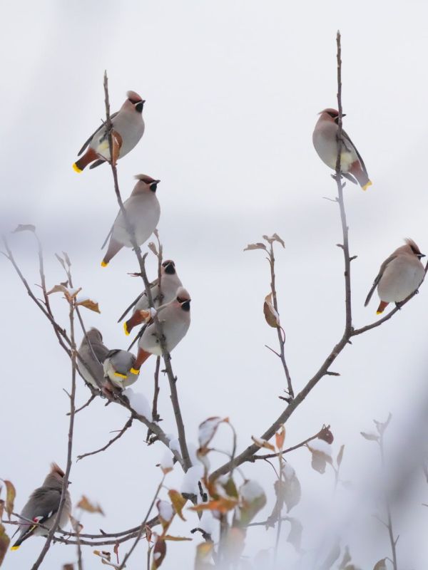 В Яйлю на зимовку прибыли свиристели