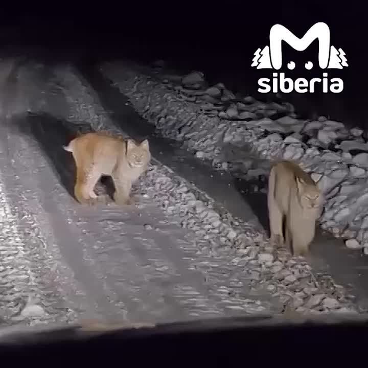 "Кыс-кыс-кыс? Мяу?". Мама-рысь с детёнышами вышли на дорогу у села Яйлю в Республике Алтай