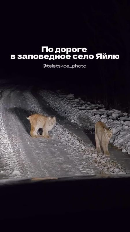 Такое вот видео прислали