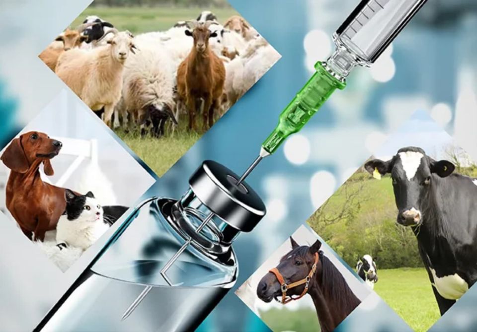 В Усть-Канском районе перед судом предстанет ветеринарный фельдшер по делу о взятках на 661 тысячу рублей