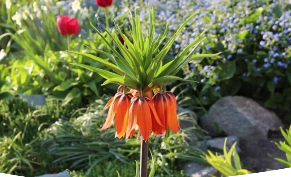 Как вырастить рябчик императорский: советы по посадке