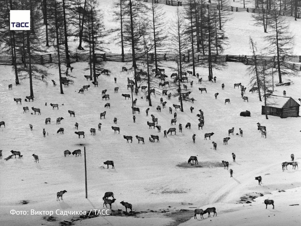 #архив_ТАСС_Сибирь. Маралы на территории оленеводческого хозяйства