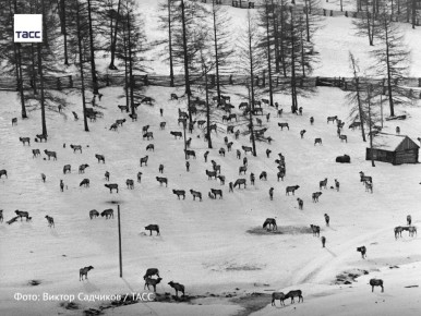 #архив_ТАСС_Сибирь. Маралы на территории оленеводческого хозяйства